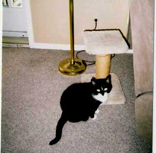 Piglet With Living Room Cat Scratching Post